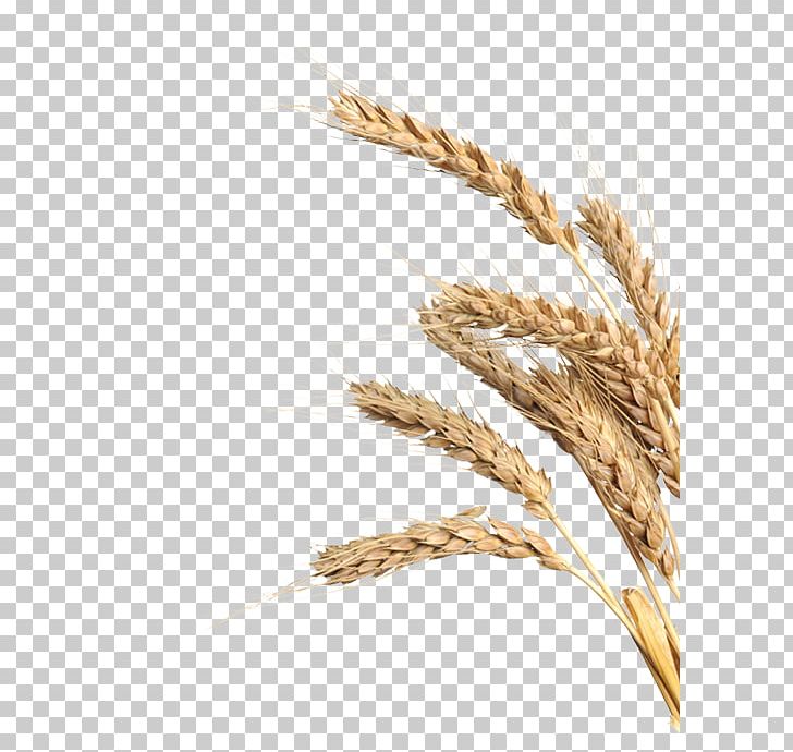 Emmer Spelt Einkorn Wheat Rye Triticale PNG, Clipart, Avena, Barley, Barleys, Cereal, Cereal Germ Free PNG Download