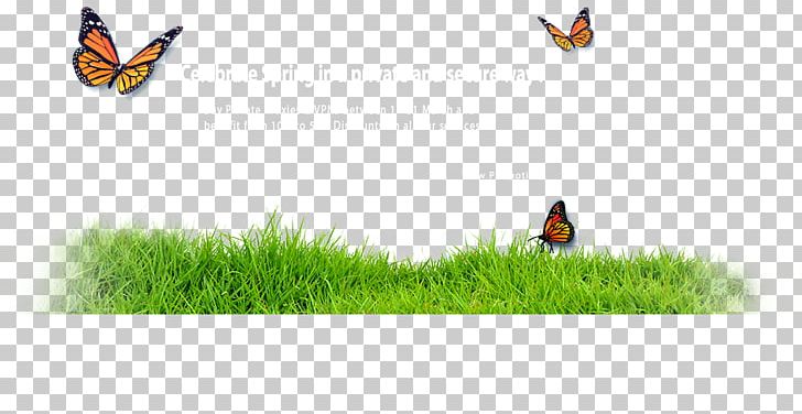 Insect Butterfly Pollinator Animal Wildlife PNG, Clipart, Animal, Animals, Banner, Beak, Butterflies And Moths Free PNG Download