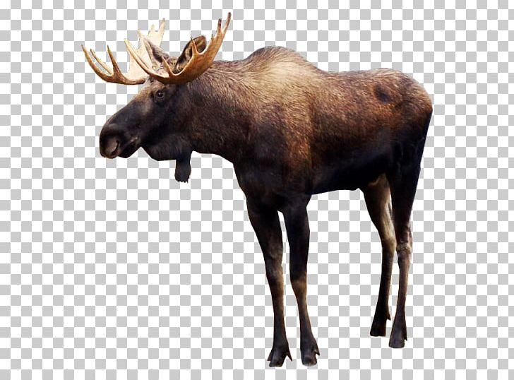 Moose Deer PNG, Clipart, Animal, Animals, Antler, Computer Icons, Deer Free PNG Download