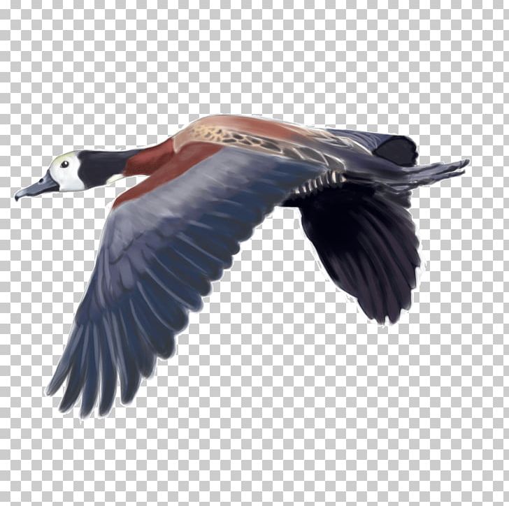 White-faced Whistling Duck Bird Waterfowl Hunting PNG, Clipart, Anatidae, Animals, Beak, Bird, Blackbellied Whistling Duck Free PNG Download