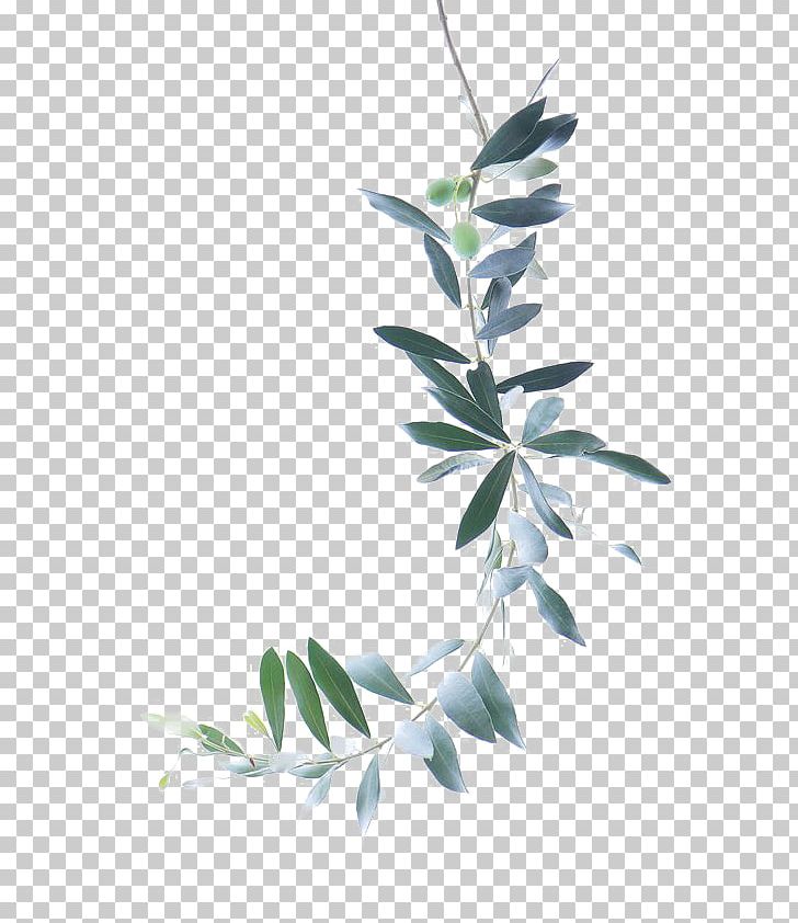 Watercolor Painting Olive Branch PNG, Clipart, Art, Background Green, Branch, Buckle, Decorative Free PNG Download