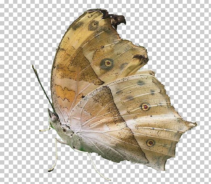 Desktop Butterfly High-definition Television Computer PNG, Clipart, 169, 720p, Admin, Arthropod, Bombycidae Free PNG Download