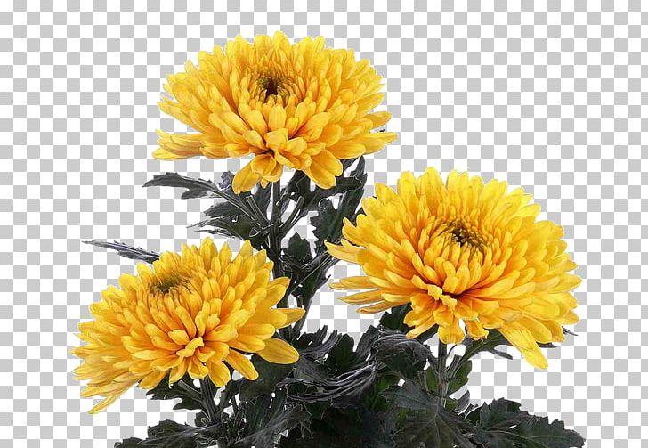 Flower Chrysanthemum Indicum Garden Roses Plant Daffodil PNG, Clipart, Annual Plant, Artificial Flower, Aster, Boat, Chrysanthemum Free PNG Download