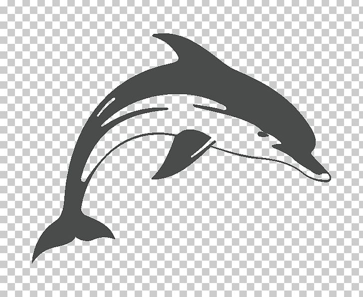 Common Bottlenose Dolphin Short-beaked Common Dolphin Tucuxi Rough-toothed Dolphin White-beaked Dolphin PNG, Clipart, Animal, Animals, Beak, Black, Black And White Free PNG Download
