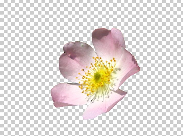 Flower PNG, Clipart, Blossom, Deviantart, Download, Flower, Flowering Plant Free PNG Download