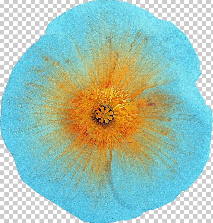 Flowering Plant Petal The Poppy Family Microsoft Azure PNG, Clipart, Flower, Flowering Plant, Flowers, Microsoft Azure, Nature Free PNG Download
