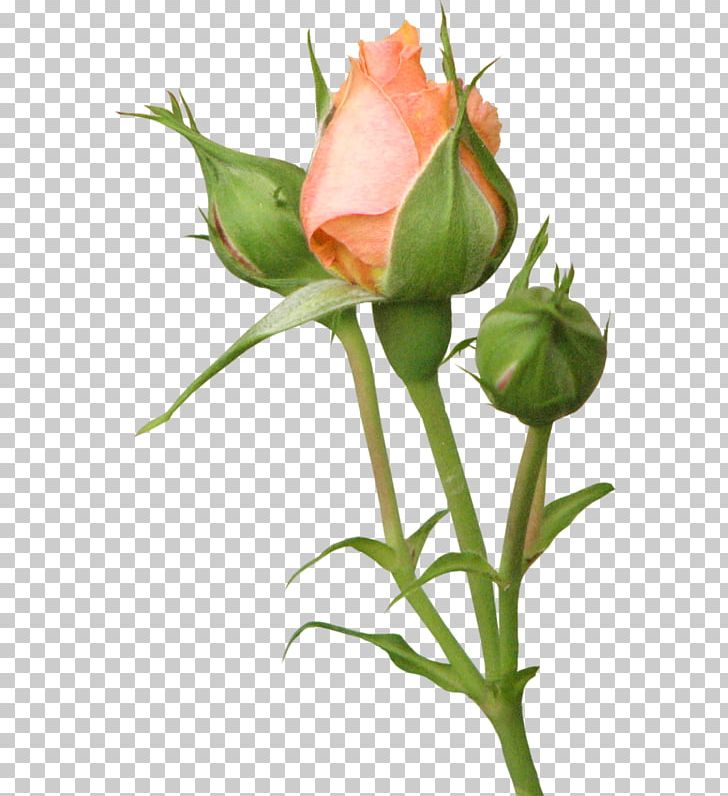 Garden Roses Бутон Flower PNG, Clipart, Bud, Cut Flowers, Desktop Wallpaper, Digital Image, Floristry Free PNG Download