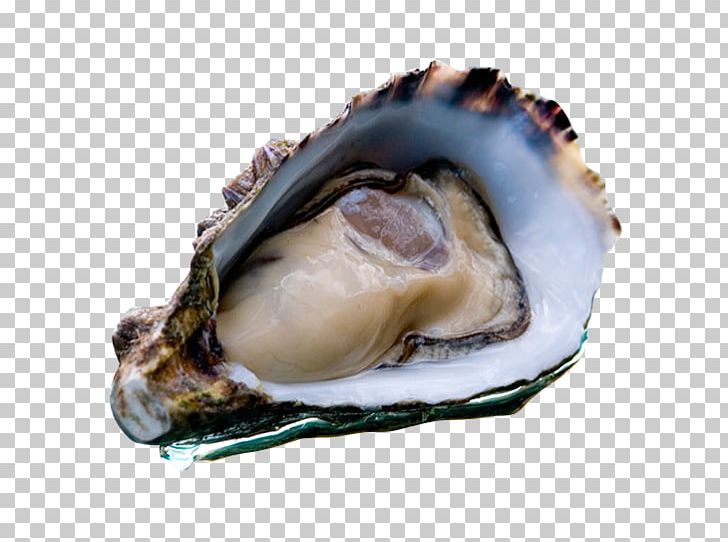 Larner's Oyster Supplies Coffin Bay Seafood Clam PNG, Clipart, Abalone, Animal Source Foods, Clam, Clams Oysters Mussels And Scallops, Cockle Free PNG Download