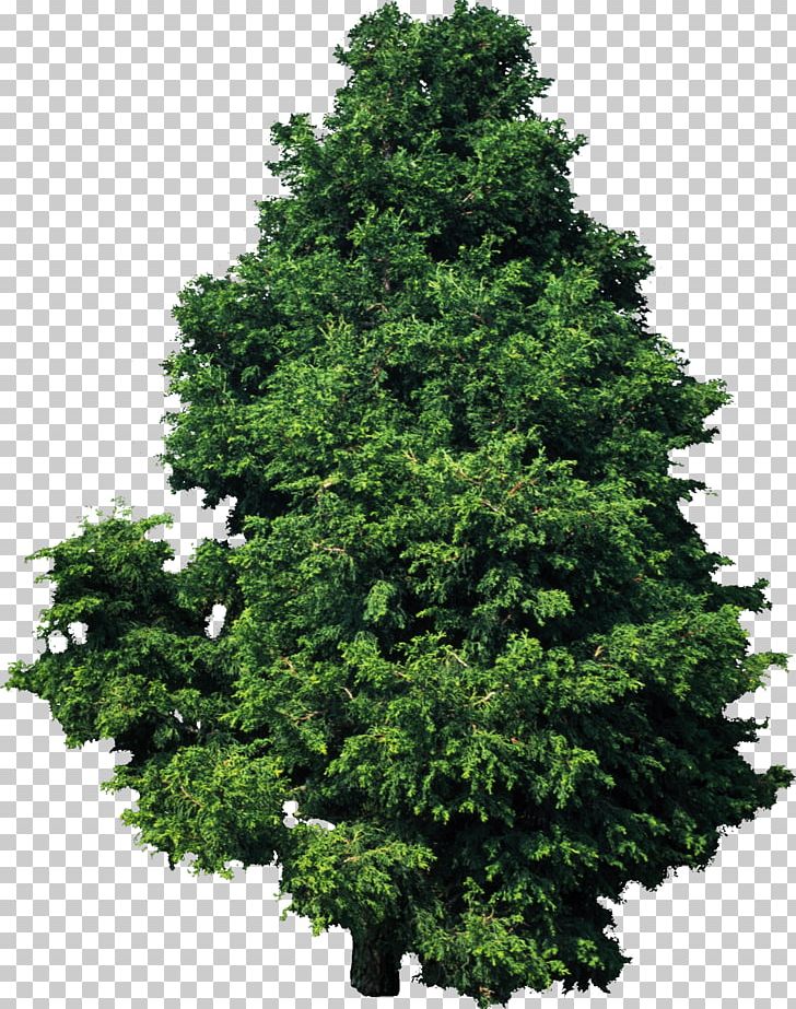Tree Plant Hinoki Cypress Deodar Cedar Pine PNG, Clipart, Biome, Branch, Bushes, Carob Tree, Cedar Free PNG Download