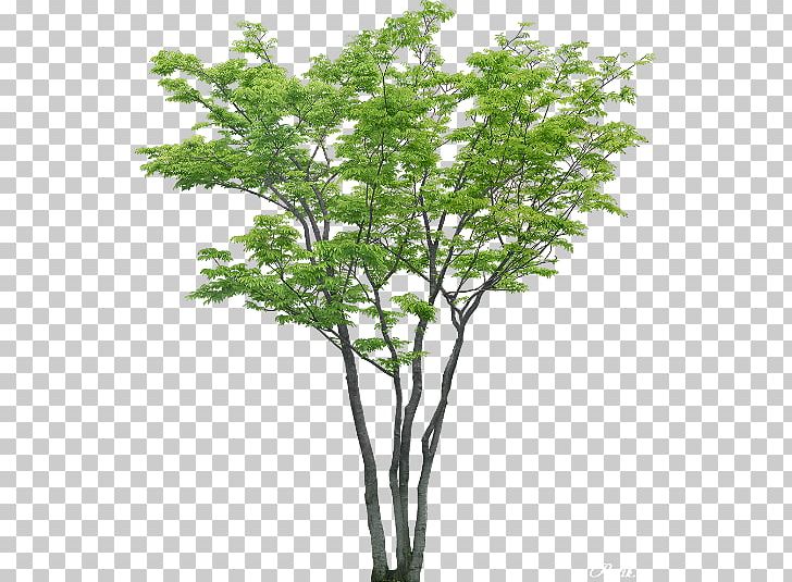 Tree Populus Nigra PNG, Clipart, Baum, Birch, Branch, Cottonwood, Encapsulated Postscript Free PNG Download
