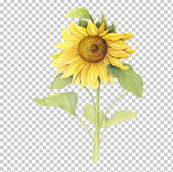 Icon PNG, Clipart, Common Sunflower, Cut Flowers, Daisy Family, Encapsulated Postscript, Euclidean Vector Free PNG Download