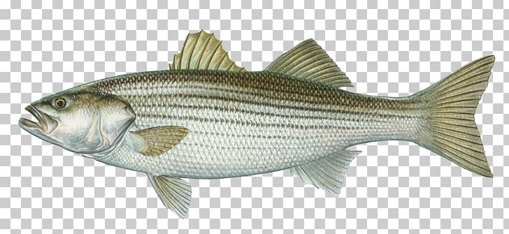 International Game Fish Association Hybrid Striped Bass Largemouth Bass PNG, Clipart, Bony Fish, Carp, Fauna, Fish Products, Game Fish Free PNG Download