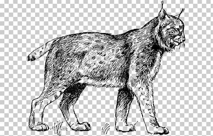 Whiskers Wildcat Dog Breed PNG, Clipart, Animals, Big Cat, Big Cats, Breed, Carnivoran Free PNG Download