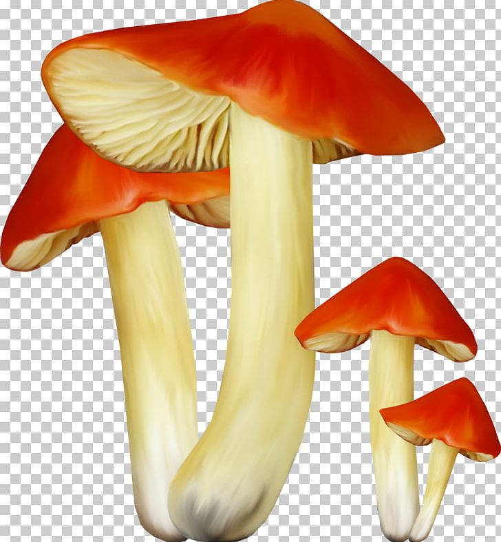 Edible Mushroom Russula Portable Network Graphics Fungus PNG, Clipart, Bay Bolete, Digital Image, Edible Mushroom, Fungus, Information Free PNG Download