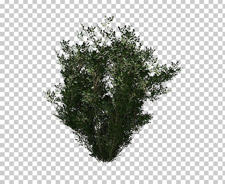 Evergreen Shrub Leaf PNG, Clipart, Branch, Evergreen, Grass, Leaf, Plant Free PNG Download