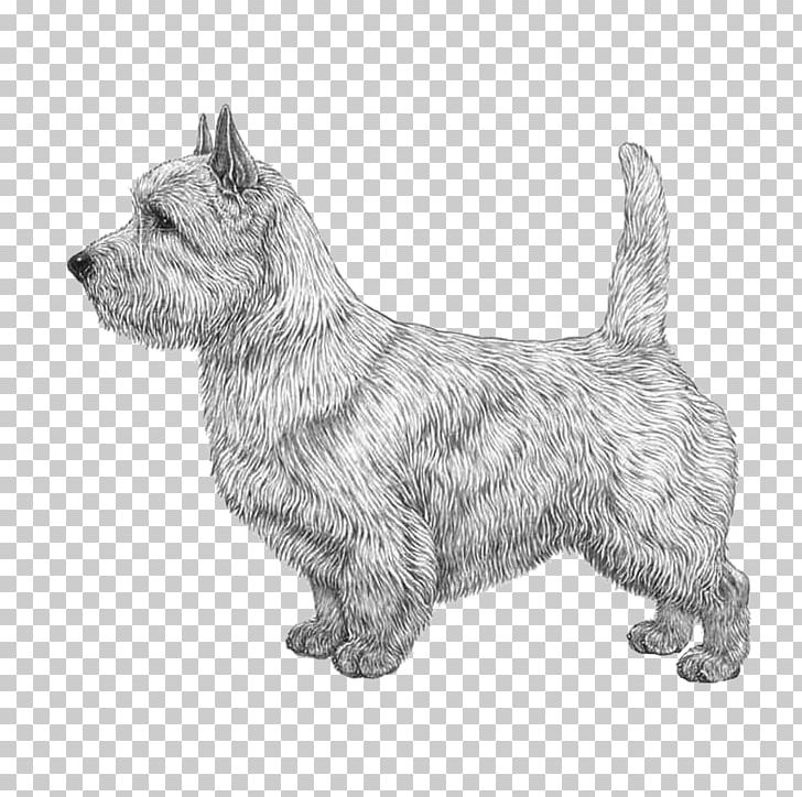 Norwich Terrier Glen Of Imaal Terrier Cairn Terrier Scottish Terrier Australian Terrier PNG, Clipart, Airedale Terrier, Bedlington Terrier, Black And White, Carnivoran, Dog Breed Free PNG Download