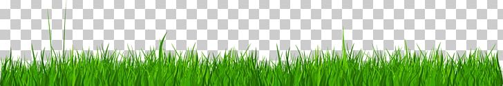 Wheatgrass PNG, Clipart, Artificial Grass, Cartoon Grass, Creative Grass, Grass, Grasses Free PNG Download