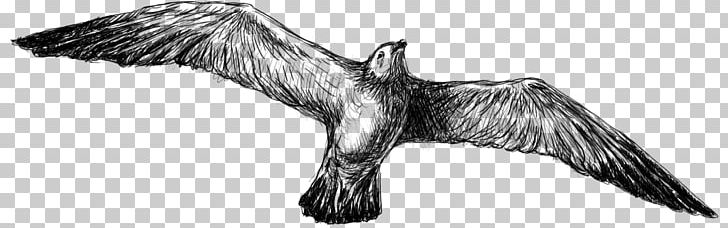 Bald Eagle Bird Feather Beak Vulture PNG, Clipart, Animals, Artwork, Bald Eagle, Beak, Bird Free PNG Download