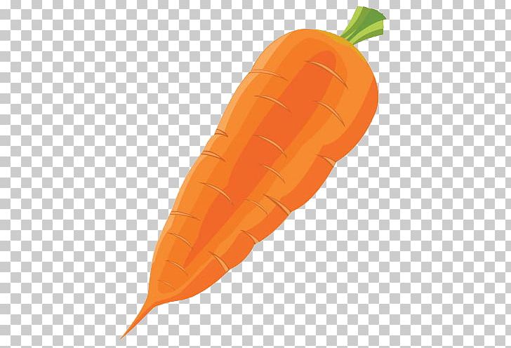 Carrot Vegetable Radish PNG, Clipart, Bunch Of Carrots, Carotene, Carrot, Carrot Cartoon, Carrot Juice Free PNG Download