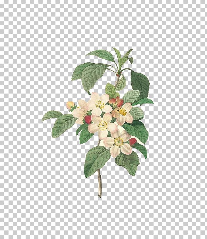 Choix Des Plus Belles Fleurs Pierre-Joseph Redoutxe9 (1759-1840) Painting Printmaking PNG, Clipart, Branch, Color, Engraving, Fleurs, Flower Free PNG Download