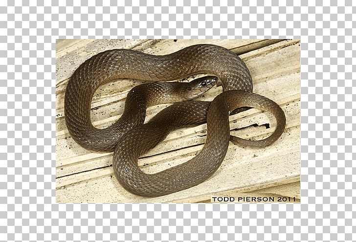 Kingsnakes Hognose Snake Grass Snake Elapid Snakes PNG, Clipart, Animal, Animals, Boa Constrictor, Colubridae, Common Free PNG Download