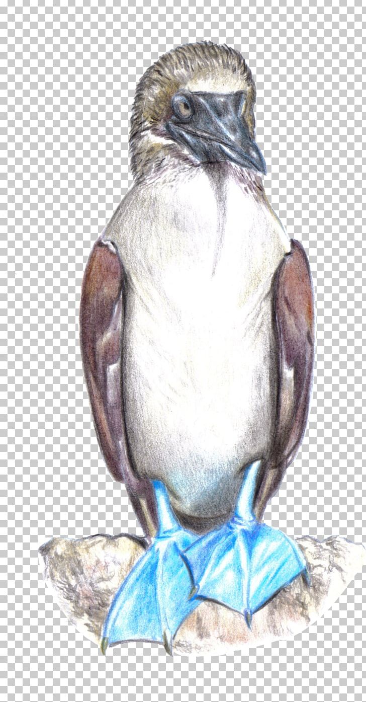 Penguin Galápagos Islands Blue-footed Booby Peruvian Booby Bird PNG, Clipart, Animal, Animals, Art, Artist, Beak Free PNG Download
