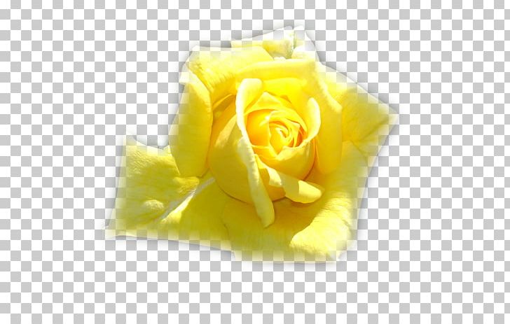 Rose Description Landscape PNG, Clipart, Adobe, Description, Flores, Flower, Flowers Free PNG Download