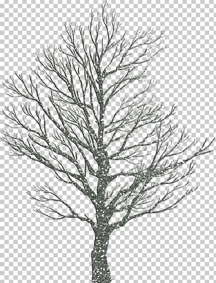 Tree Trunk PNG, Clipart, Black And White, Branch, Conifer, Desktop Wallpaper, Fir Free PNG Download
