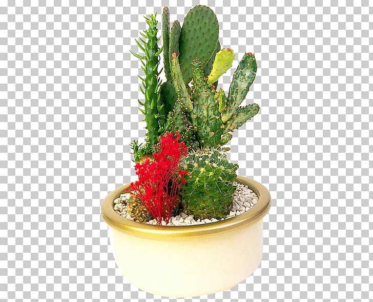 Flowerpot Prickly Pear Bonsai Cactaceae PNG, Clipart, Cactus, Caryophyllales, Collocation, Cutting, Download Free PNG Download
