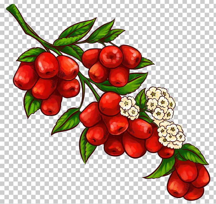 Jujube Laba Congee Cartoon PNG, Clipart, Acerola Family, Apple, Berry, Cartoon, Cherry Free PNG Download