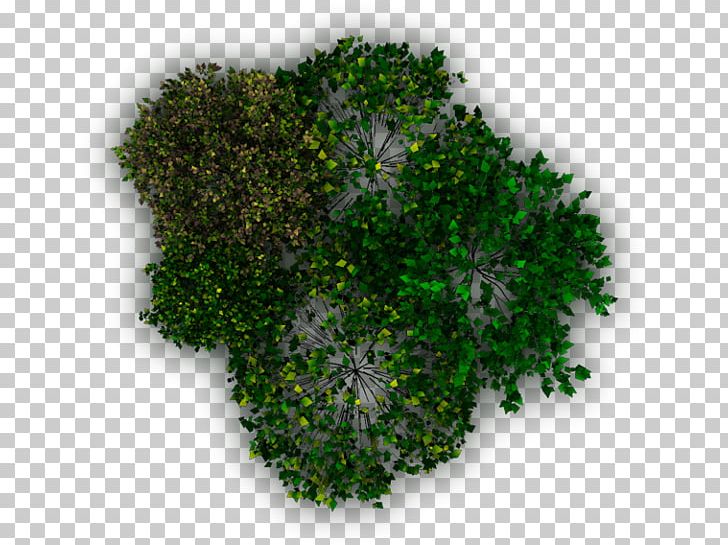 Tree Architecture Evergreen PNG, Clipart, Architecture, Ash, Broadleaved Tree, Evergreen, Grass Free PNG Download