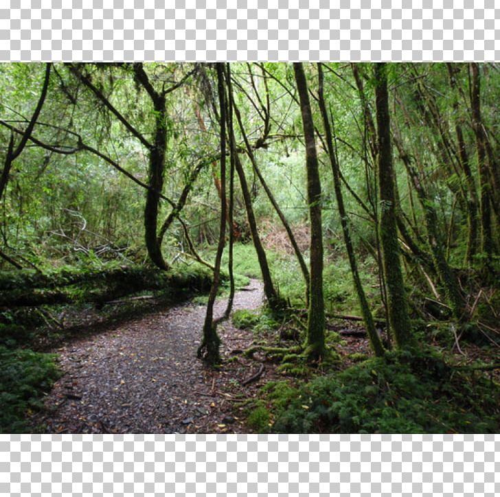 Alerce Andino National Park Los Alerces National Park Puerto Montt Puerto Varas Valdivian Temperate Rain Forest PNG, Clipart, Andes, Bayou, Biome, Chile, Deciduous Free PNG Download