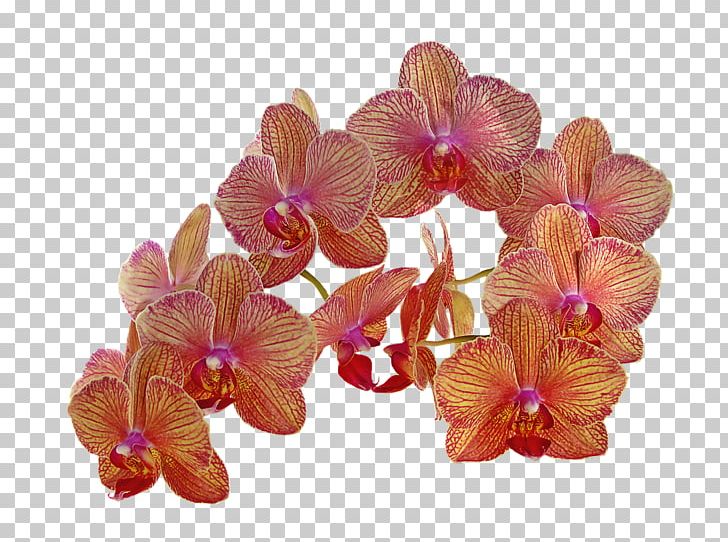 Flower Orchids Orange Bud PNG, Clipart, Bud, Cattleya, Cattleya Orchids, Cut Flowers, Desktop Wallpaper Free PNG Download