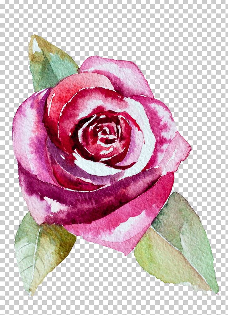 Garden Roses Centifolia Roses Flower Watercolor Painting PNG, Clipart, China Rose, Cut Flowers, Dots Per Inch, Download, Floral Design Free PNG Download