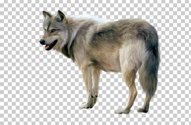 Portable Network Graphics Desktop Transparency Arctic Wolf PNG, Clipart, Arctic Wolf, Carnivoran, Desktop Wallpaper, Dog Breed, Dog Breed Group Free PNG Download