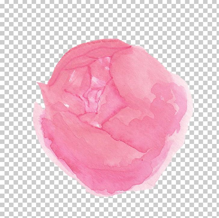Rosaceae Pink M Rose PNG, Clipart, Flowers, Magenta, Petal, Pink, Pink M Free PNG Download