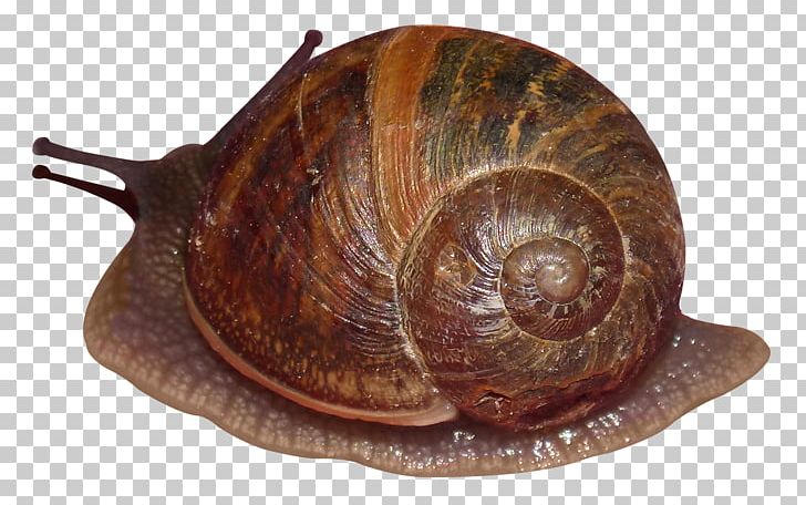 Sea Snail PNG, Clipart, Animal, Animals, Download, Emydidae, Escargot Free PNG Download