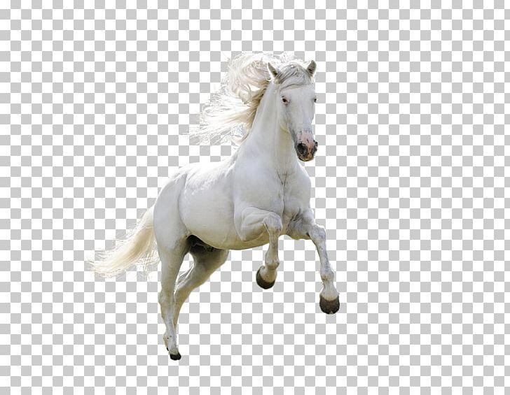 Horse Desktop PNG, Clipart, Animal, Clips, Computer, Encapsulated Postscript, Free Logo Design Template Free PNG Download