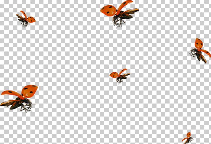 Photography Orange Insects PNG, Clipart, Adobe Illustrator, Arthropod, Cartoon Ladybug, Computer Wallpaper, Encapsulated Postscript Free PNG Download