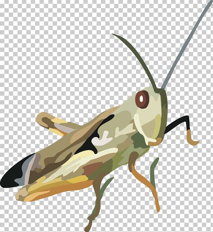 Locust Grasshopper Insect PNG, Clipart, Adobe Illustrator, Animal, Animals, Arthropod, Encapsulated Postscript Free PNG Download