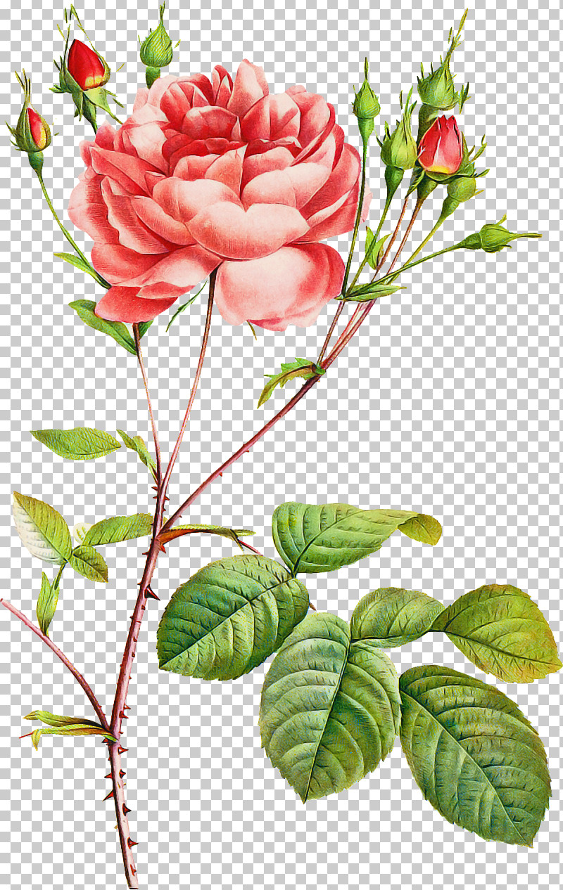 Garden Roses PNG, Clipart, Branch, Camellia, China Rose, Chinese Peony, Common Peony Free PNG Download