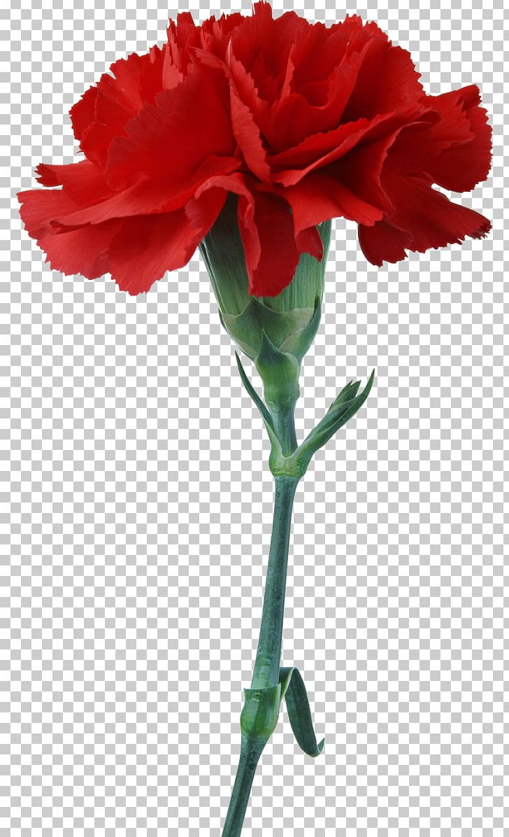 Carnation Cut Flowers Red Photography PNG, Clipart, Carnation, China Rose, Cut Flowers, Dianthus, Edible Flower Free PNG Download