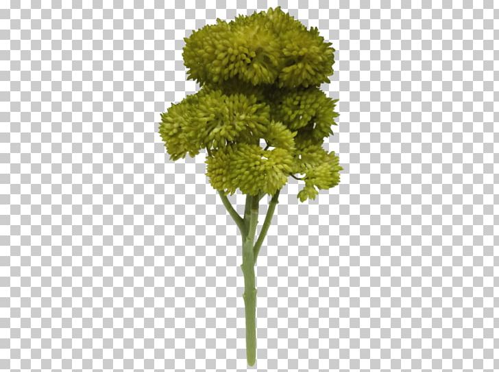 Cut Flowers Leaf Vegetable Umbellifers Parsley Herb PNG, Clipart, Cut Flowers, Flower, Flowerpot, Grass, Herb Free PNG Download