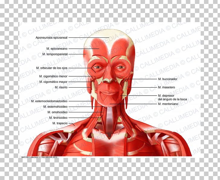 Neck Vein Head Artery Muscle Png Clipart Anatomy Anterior Artery Blood Vessel Deep Free Png Download