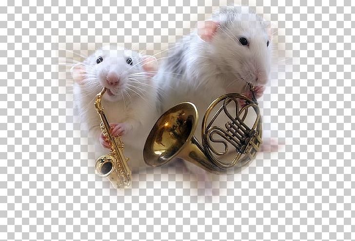 Rat Mouse YouTube Musician Musical Instruments PNG, Clipart, Animals, Art, Artist, Gerbil, Hamster Free PNG Download