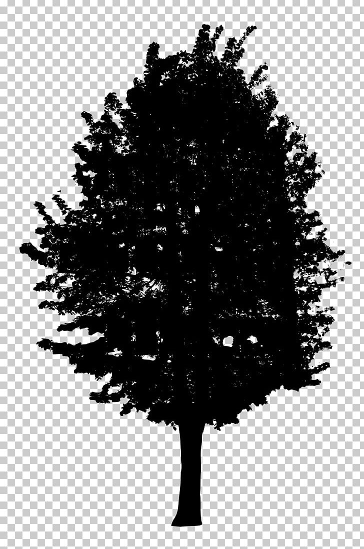 Tree Woody Plant Conifers PNG, Clipart, Black And White, Branch, Christmas Tree, Conifer, Conifers Free PNG Download