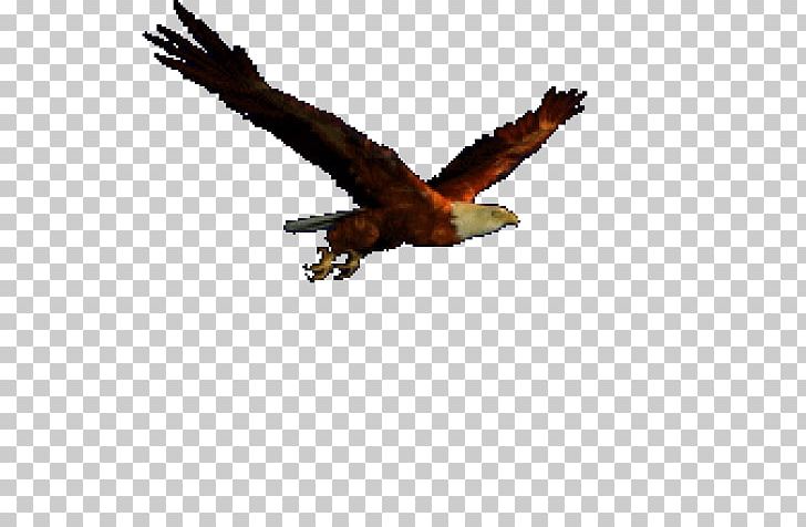 Animation Eagle Bird PNG, Clipart, Accipitriformes, Animaatio, Animation, Beak, Bird Free PNG Download