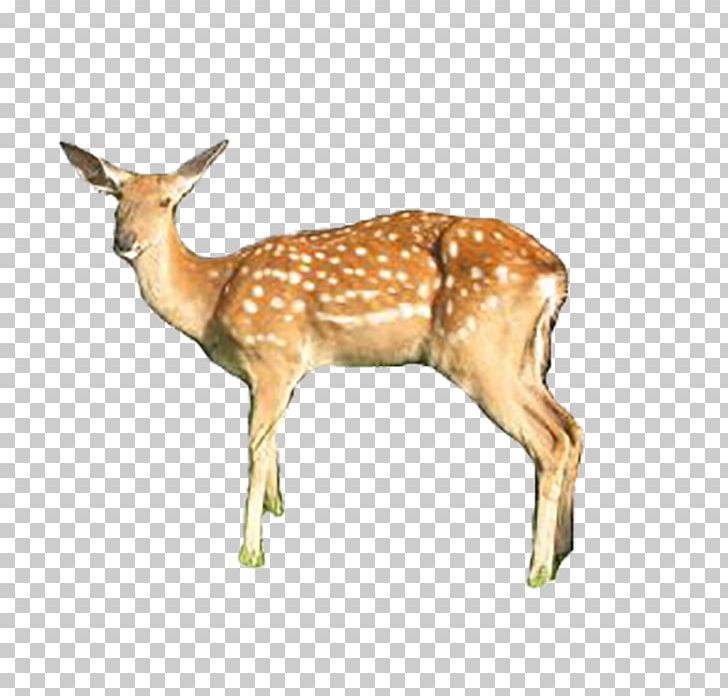 White-tailed Deer Formosan Sika Deer Responsive Web Design PNG, Clipart, Animal, Animals, Antelope, Antler, Christmas Deer Free PNG Download