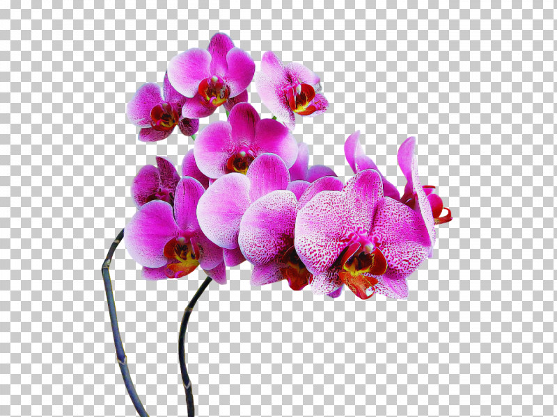 Lavender PNG, Clipart, Biology, Cut Flowers, Flower, Lavender, Lilac M Free PNG Download