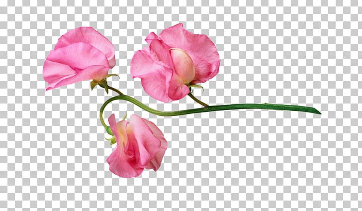 Garden Roses Computer Icons PNG, Clipart, Blue Valentine, Bud, Closeup, Computer Icons, Cut Flowers Free PNG Download